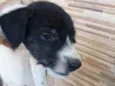 Terê
