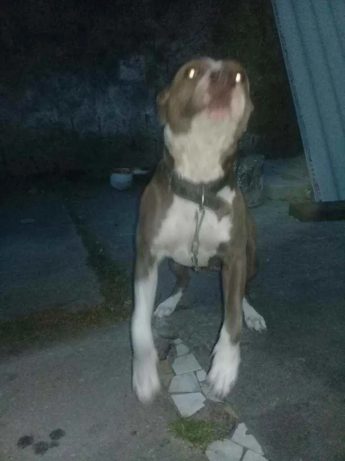 Cachorro ra a Pitbulputire  idade 1 ano nome Dragom