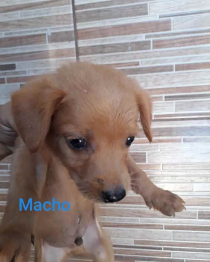 Cachorro ra a SRD idade Abaixo de 2 meses nome Caramelo
