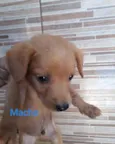 Caramelo