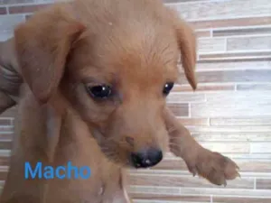 Cachorro raça SRD idade Abaixo de 2 meses nome Caramelo