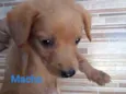 Caramelo