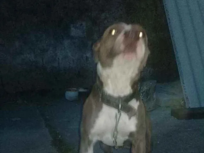 Cachorro ra a Pitbulputire  idade 1 ano nome Dragom