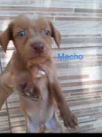 Simba