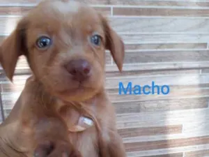 Cachorro raça SRD idade Abaixo de 2 meses nome Simba