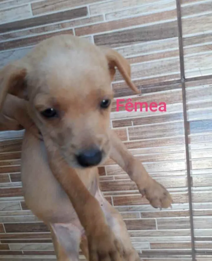 Cachorro ra a SRD idade Abaixo de 2 meses nome Bella