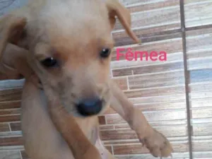 Cachorro raça SRD idade Abaixo de 2 meses nome Bella