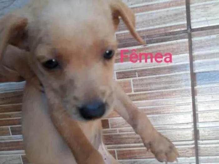 Cachorro ra a SRD idade Abaixo de 2 meses nome Bella