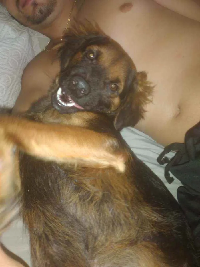 Cachorro ra a Vira lara idade 7 a 11 meses nome Spike