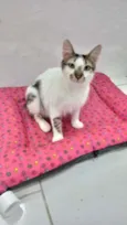 Driguinho