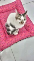 Driguinho