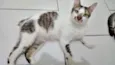 Driguinho