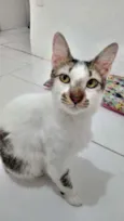 Driguinho