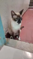 Perlla