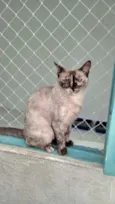 Tigresa