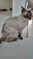 Tigresa