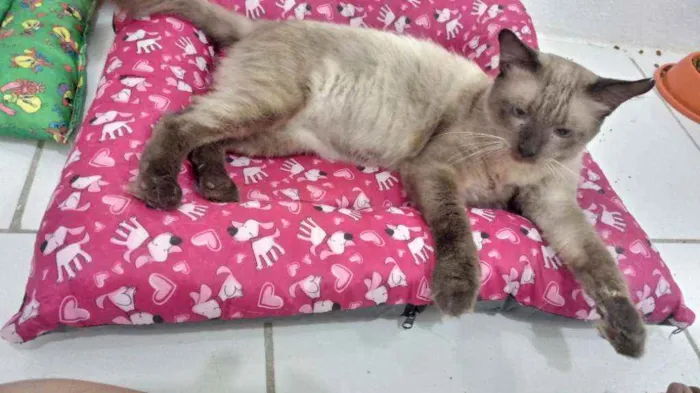 Gato ra a Siamês idade 1 ano nome Harry