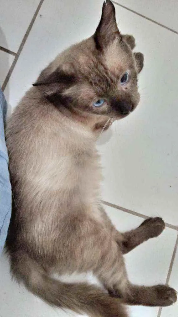 Gato ra a Siamês idade 1 ano nome Harry