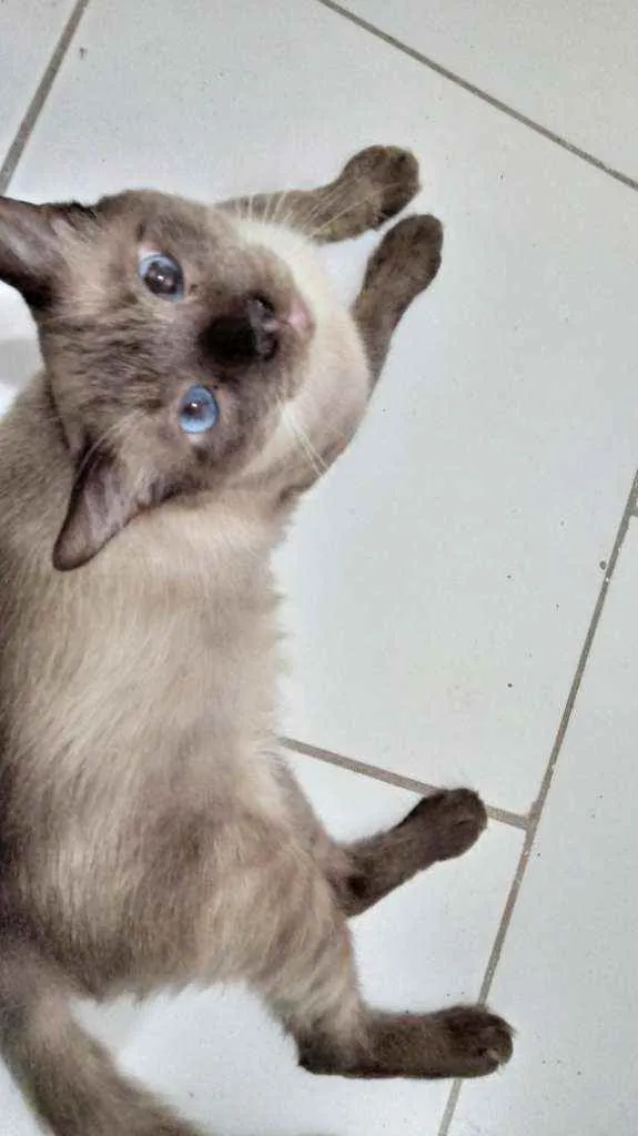 Gato ra a Siamês idade 1 ano nome Harry