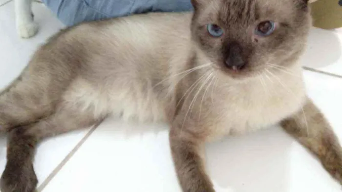 Gato ra a Siamês idade 1 ano nome Harry