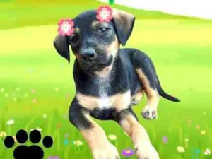 Cachorro raça  idade 2 a 6 meses nome Filhotes Sueli