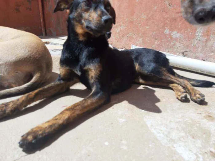 Cachorro ra a SRD idade 1 ano nome Lua