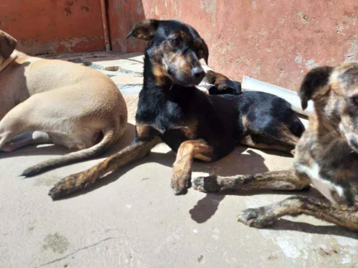 Cachorro ra a SRD idade 1 ano nome Lua