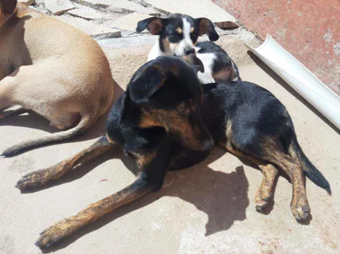 Cachorro ra a SRD idade 1 ano nome Lua