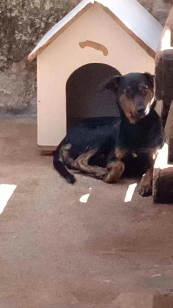 Cachorro ra a SRD idade 1 ano nome Lua