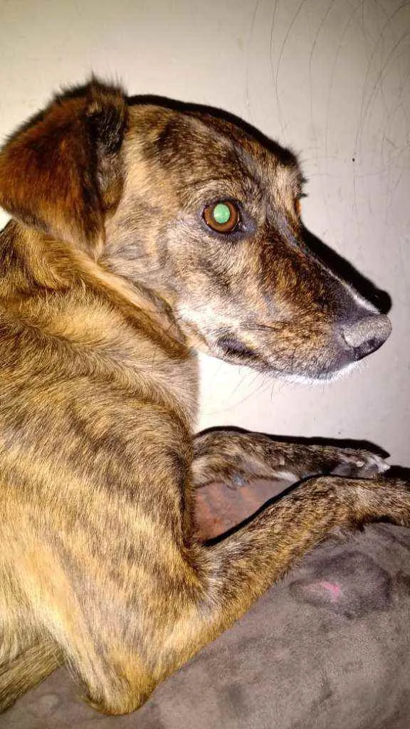 Cachorro ra a SRD idade 1 ano nome Lua