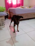 Lua