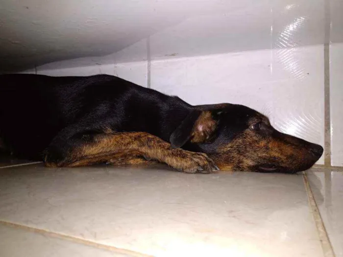 Cachorro ra a SRD idade 1 ano nome Lua