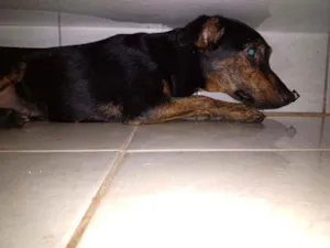 Cachorro raça SRD idade 1 ano nome Lua