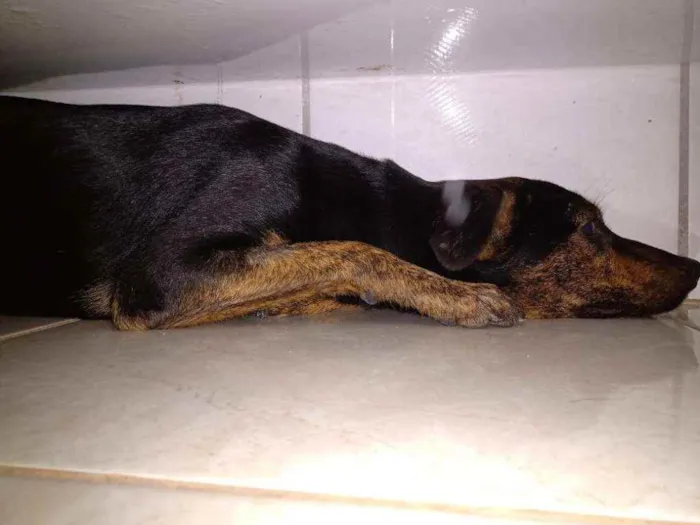 Cachorro ra a SRD idade 1 ano nome Lua