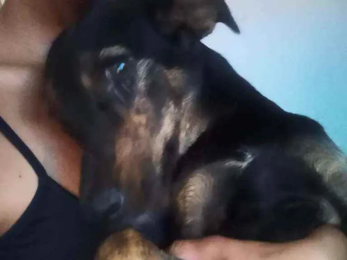 Cachorro ra a SRD idade 1 ano nome Lua