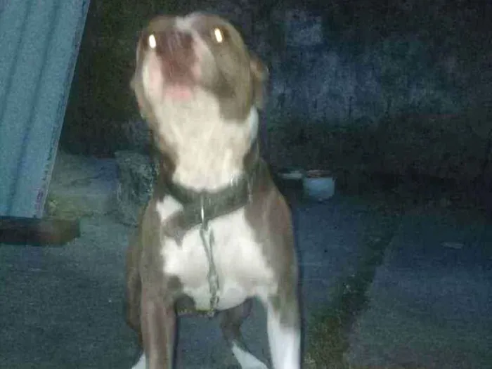 Cachorro ra a Pitbulputire  idade 1 ano nome Dragom