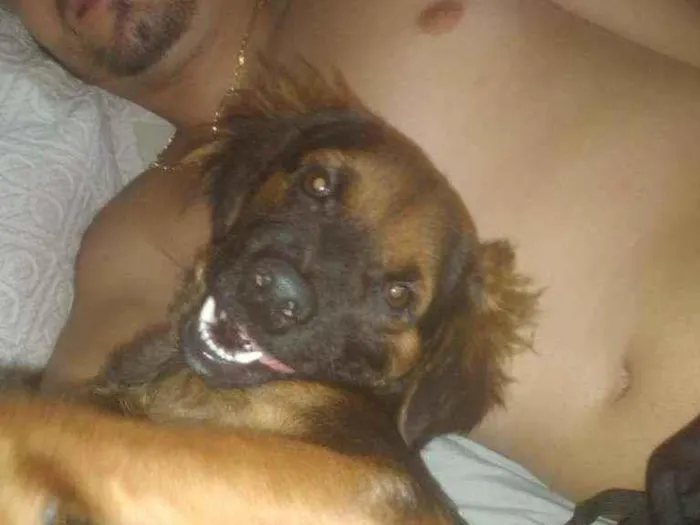 Cachorro ra a Vira lara idade 7 a 11 meses nome Spike