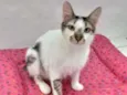 Driguinho