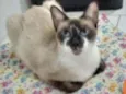 Perlla