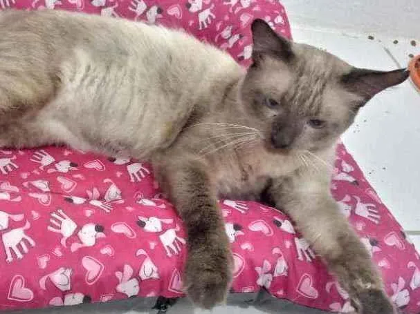 Gato ra a Siamês idade 1 ano nome Harry