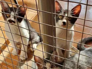 Gato raça SRD-ViraLata idade 2 a 6 meses nome gatinhos Taki