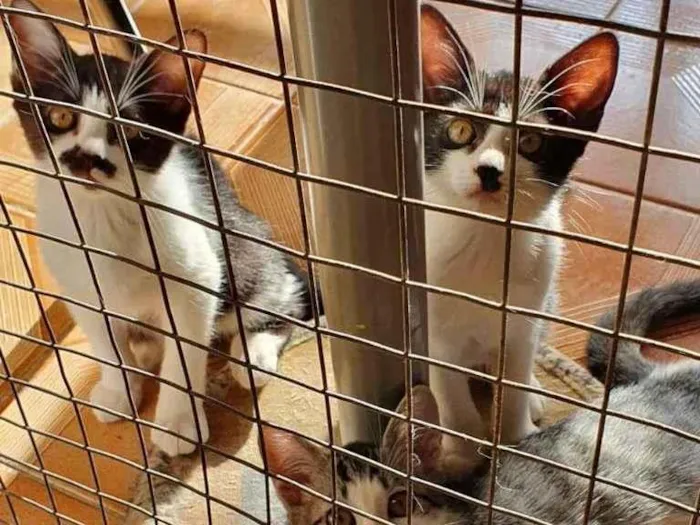 Gato raça SRD-ViraLata idade 2 a 6 meses nome gatinhos Taki