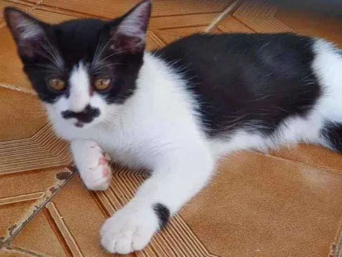 Gato raça SRD-ViraLata idade 2 a 6 meses nome Filhotinha 3