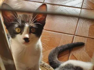 Gato raça SRD-ViraLata idade 2 a 6 meses nome Filhotinha 1