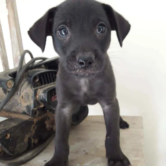 Cachorro raça Viralatas idade 2 a 6 meses nome Adir  Ming   Tod