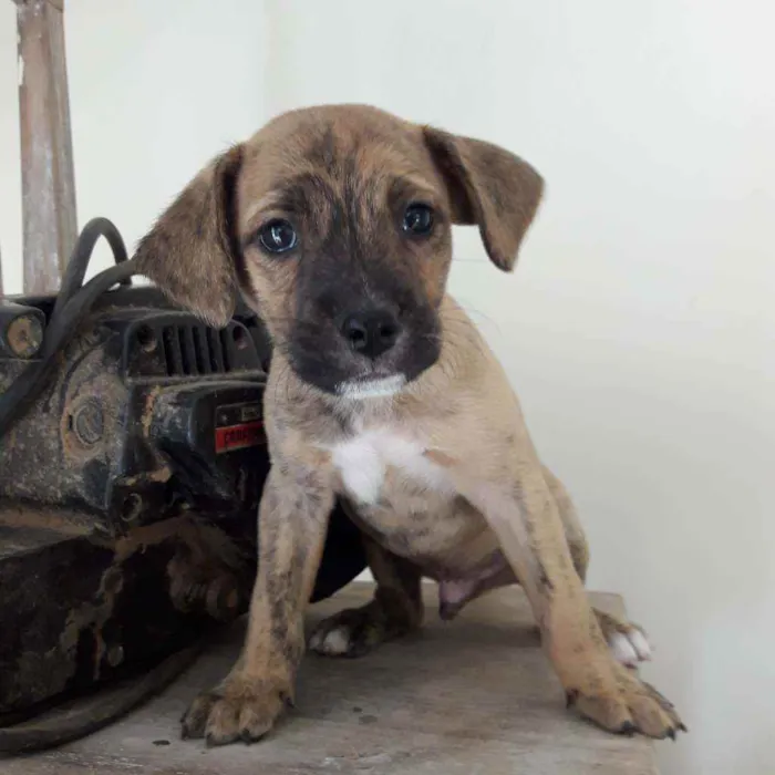 Cachorro raça Viralatas idade 2 a 6 meses nome Adir  Ming   Tod