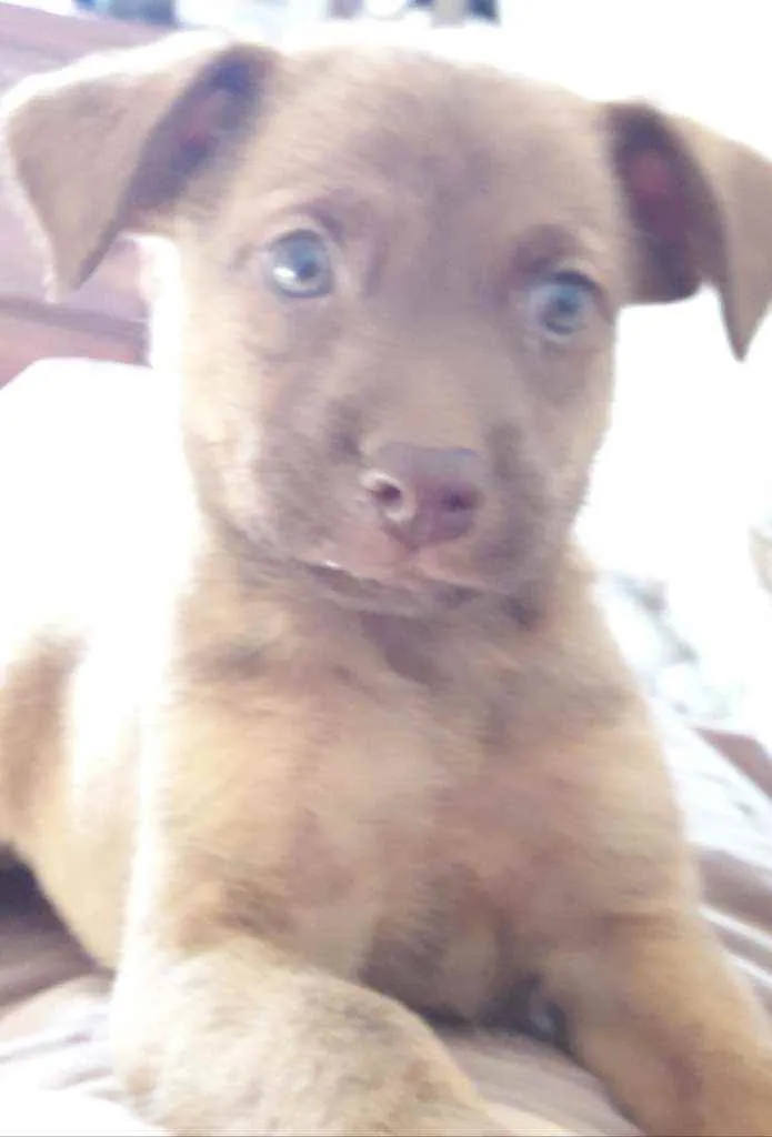 Cachorro raça Viralatas idade 2 a 6 meses nome Adir  Ming   Tod