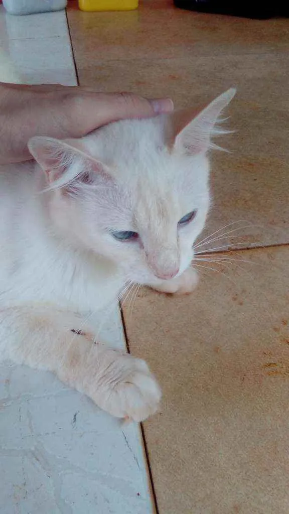 Gato raça  idade 2 anos nome Rasen
