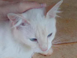 Gato raça  idade 2 anos nome Rasen