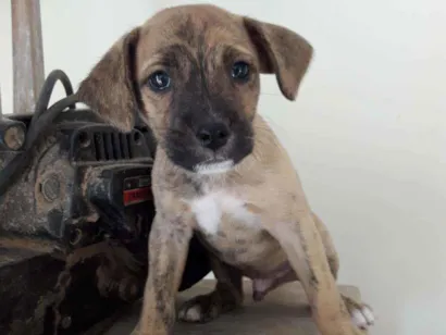 Cachorro raça Viralatas idade 2 a 6 meses nome Adir  Ming   Tod